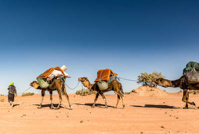Chameaux au Maroc