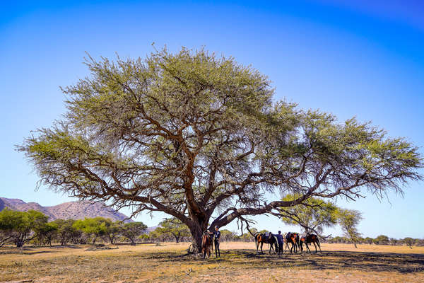 A l'ombre d'un arbre namibien
