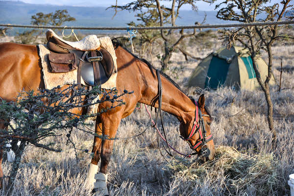Camp pour cavaliers au Kenya