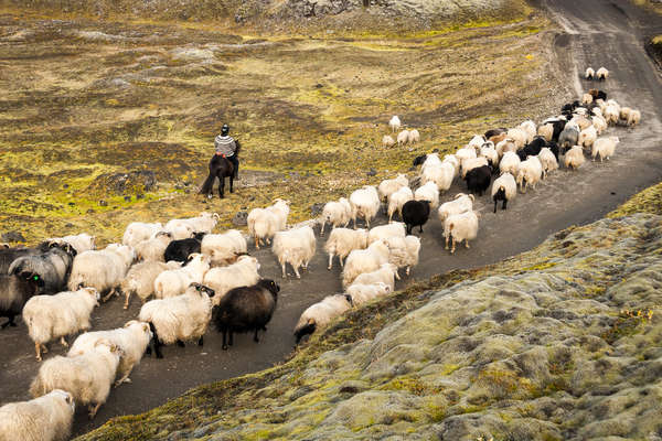 Randonnée à cheval à travers l'Islande