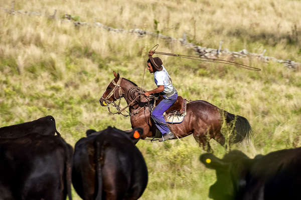 Travail du bétail en Argentine