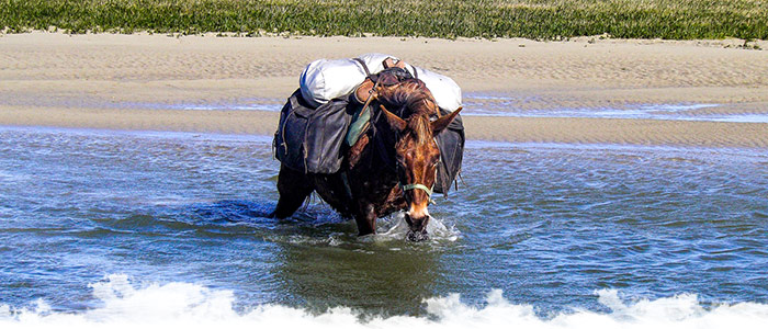 Nos aventures équestres