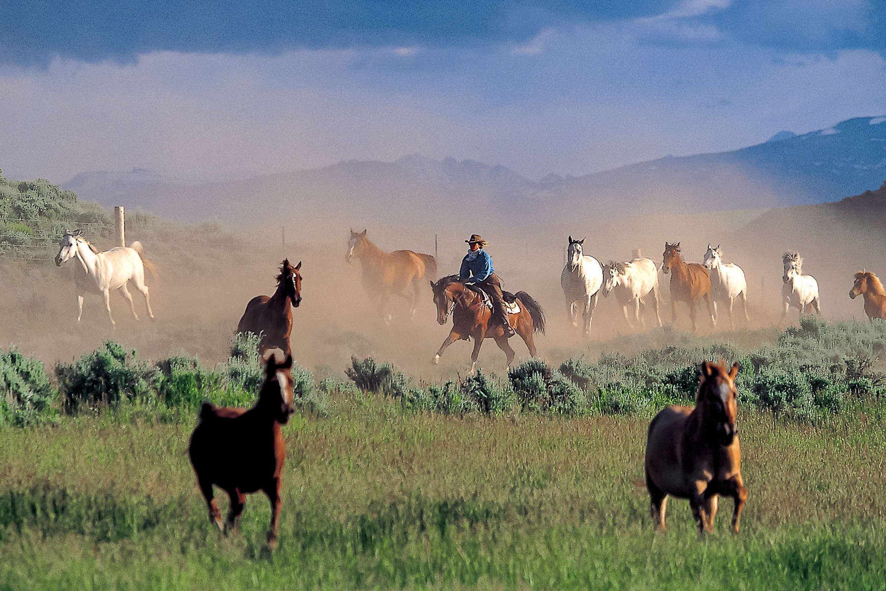 Convoyage de chevaux