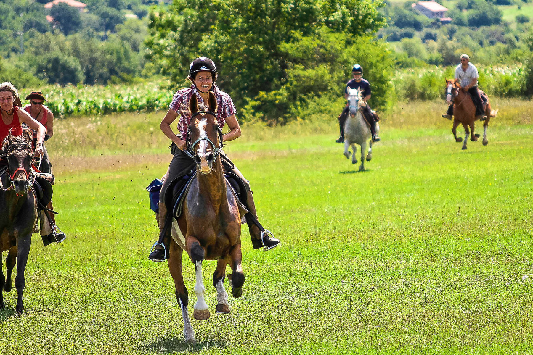 chevaux trotteurs réformés à vendre