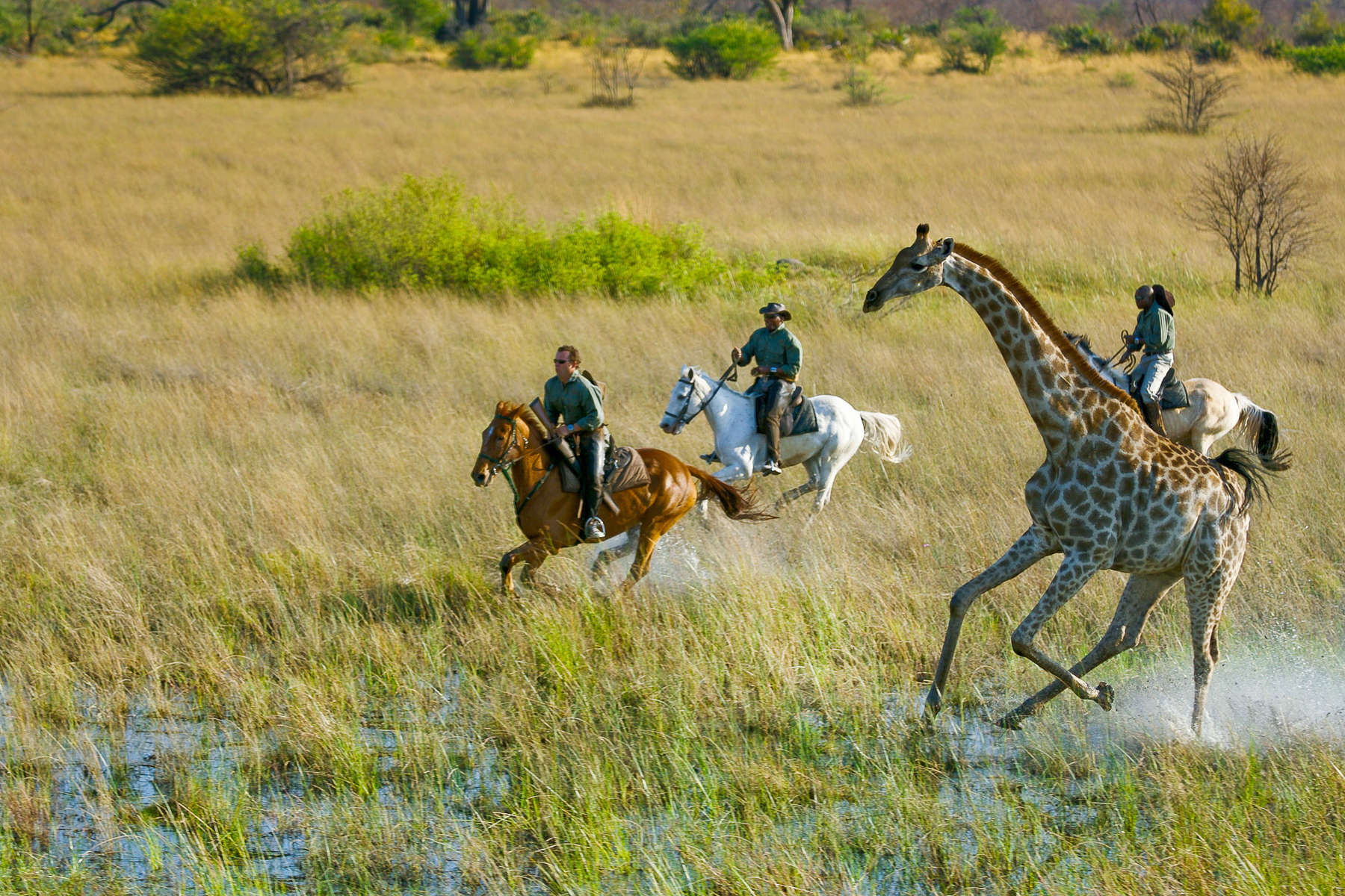 Partez pour un safari à cheval en Afrique australe