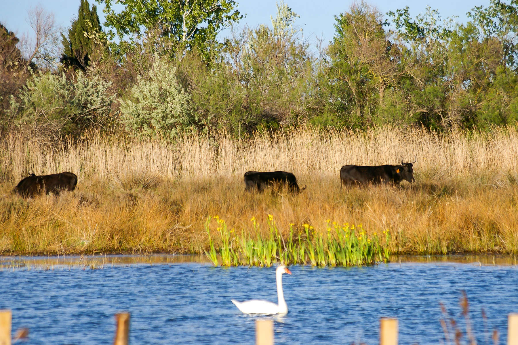 Vue de Camargue