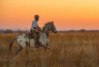 Cavalier en Afrique du Sud