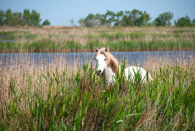 Cheval en Camargue