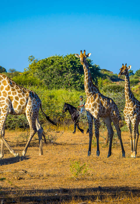 Safari à cheval à Mashatu