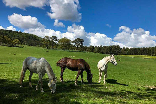 Chevaux au pré en Ecosse