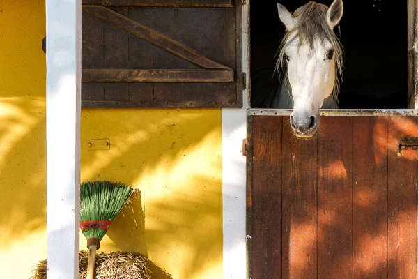 Participez A Un Stage De Dressage Classique Au Portugal Cheval D