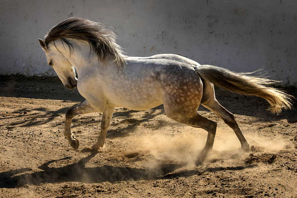 Participez A Un Stage De Dressage Classique Au Portugal Cheval D